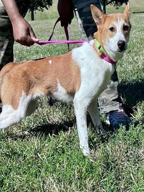 *NIGEL, a dog for adoption from Prince Georges County Animal Management Division