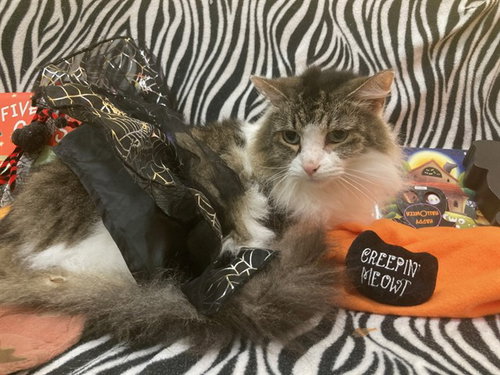 MALIKA, a cat for adoption from Prince Georges County Animal Management Division