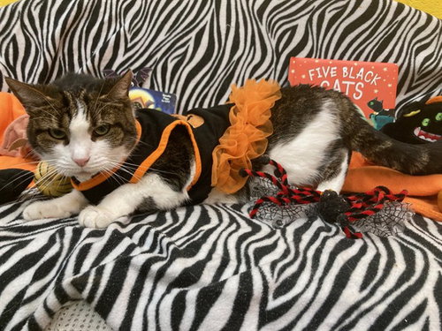 ZARIA, a cat for adoption from Prince Georges County Animal Management Division