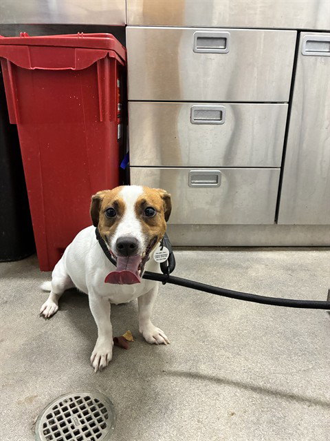 *BARRY, a dog for adoption from Prince Georges County Animal Management Division