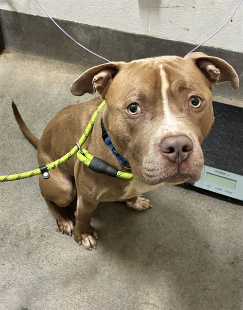 *SALEM, a dog for adoption from Prince Georges County Animal Management Division