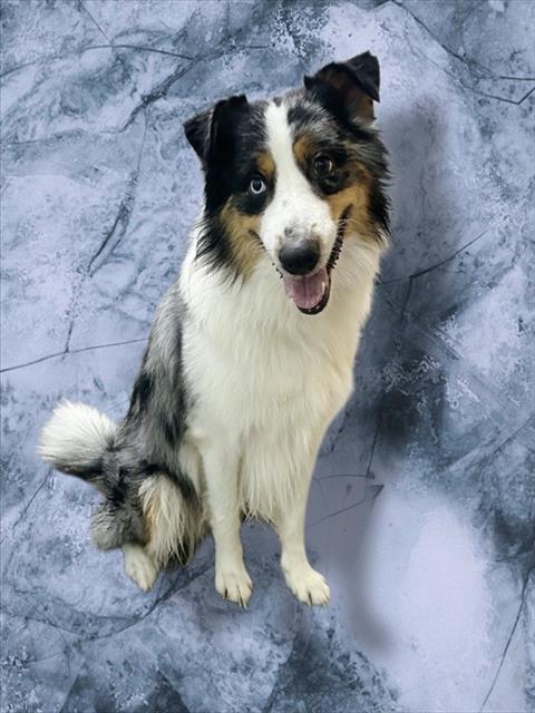 MARBLE, a dog for adoption from Prince Georges County Animal Management Division