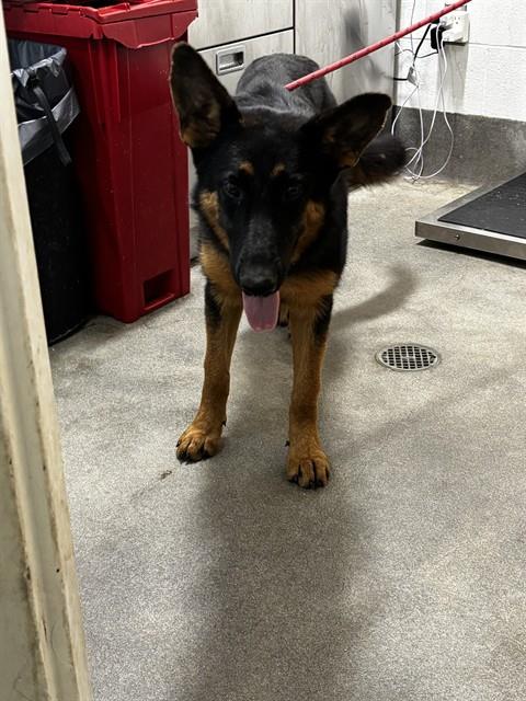 *Maggie, German Shepherd Dog