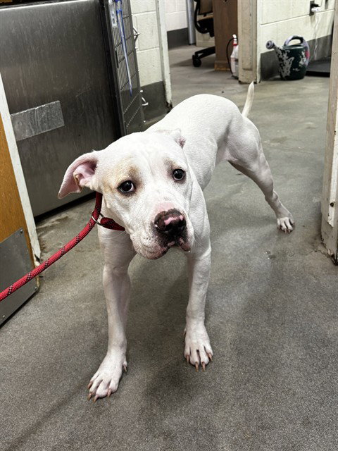 *Pam, American Bulldog