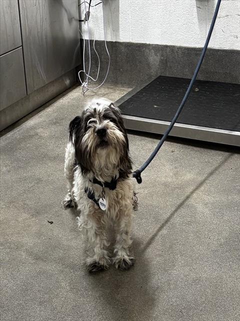 *Bart, Shih Tzu
