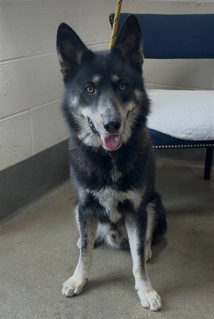 *MARTIN, a dog for adoption from Prince Georges County Animal Management Division