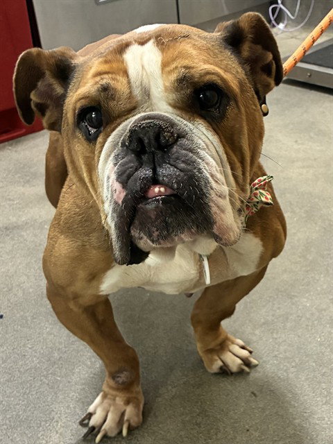 *Dahlia, English Bulldog