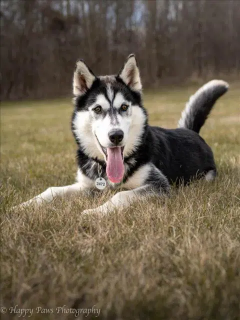 Coco - Siberian Husky