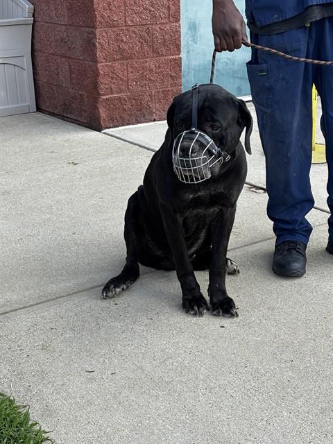 *Admiral, Cane Corso Mastiff