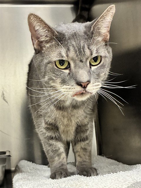 Neo, Domestic Short Hair