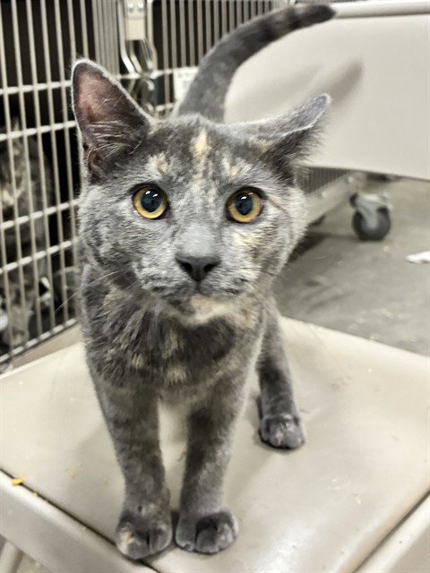 LUNA, a cat for adoption from Prince Georges County Animal Management Division