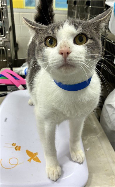 *Kobi, Domestic Short Hair