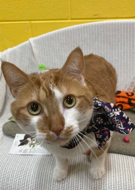 SIMBA, a cat for adoption from Prince Georges County Animal Management Division