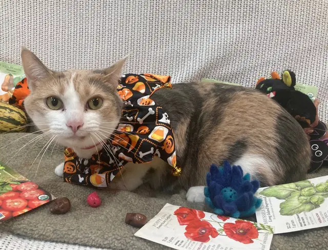 O'shun - Domestic Short Hair
