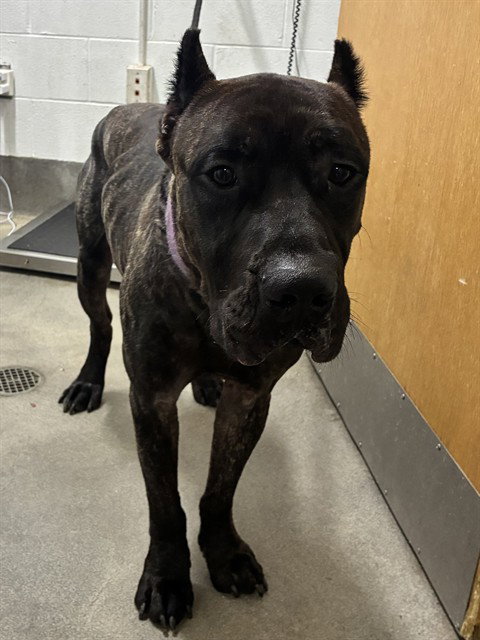 A575042, dog