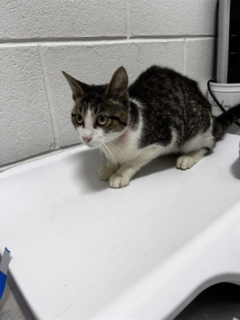 *VELVET, a cat for adoption from Prince Georges County Animal Management Division