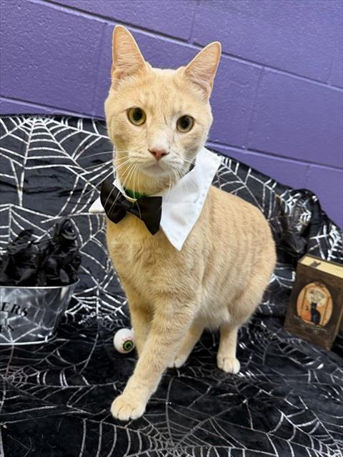 OLIVER, a cat for adoption from Prince Georges County Animal Management Division