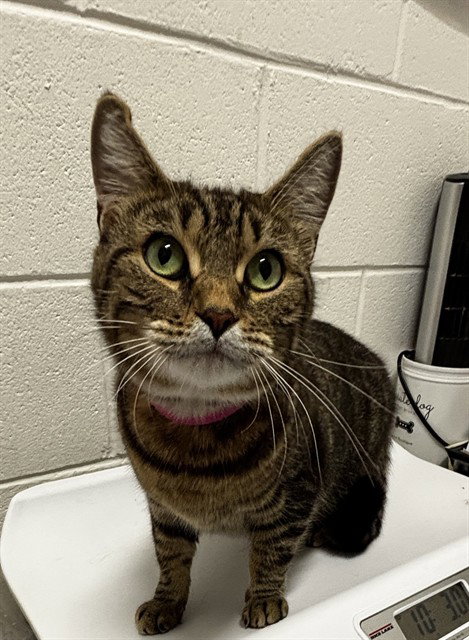 JANI, a cat for adoption from Prince Georges County Animal Management Division