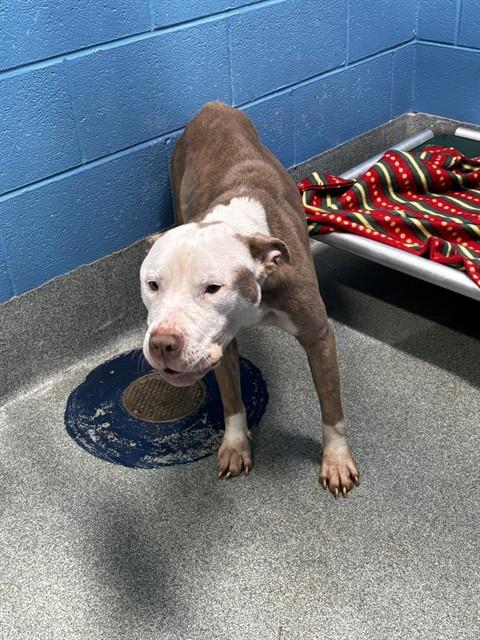 *MAYO, a dog for adoption from Prince Georges County Animal Management Division