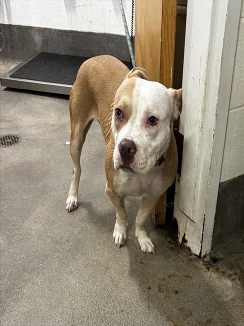 BELLA, a dog for adoption from Prince Georges County Animal Management Division