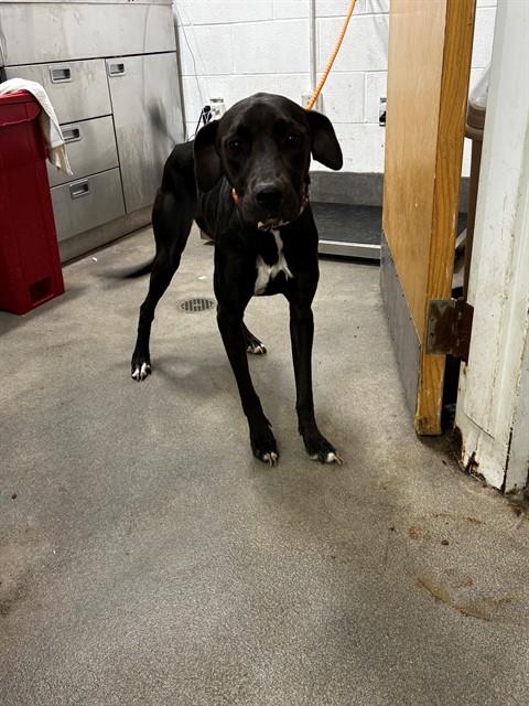 QUEENSTON, a dog for adoption from Prince Georges County Animal Management Division