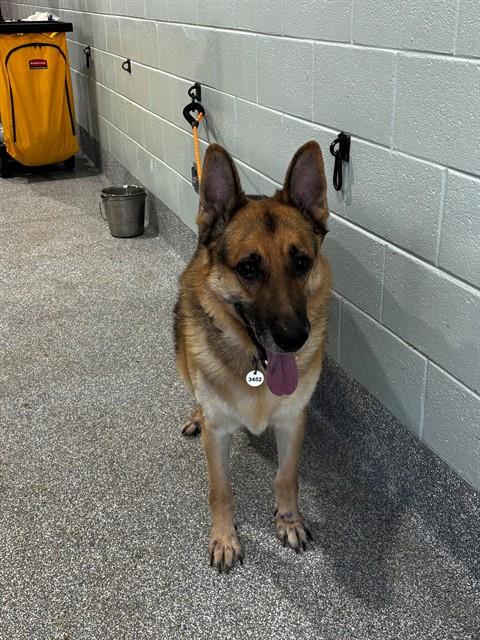 CHASE, a dog for adoption from Prince Georges County Animal Management Division