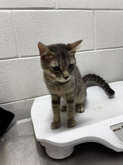 *DIVINE, a cat for adoption from Prince Georges County Animal Management Division
