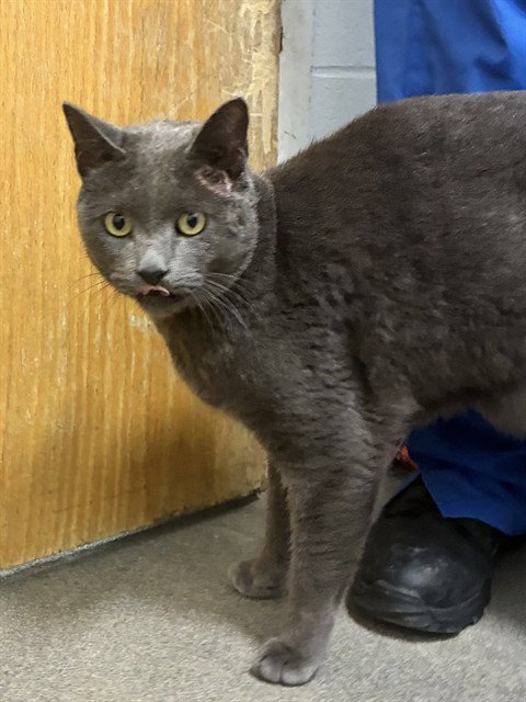 A575024, a cat for adoption from Prince Georges County Animal Management Division
