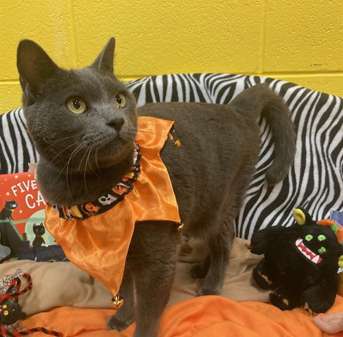 A575024, a Domestic Short Hair (short coat) cat for adoption in Forestville, MD