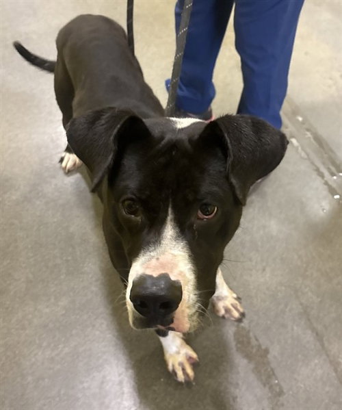 *DANIEL, a dog for adoption from Prince Georges County Animal Management Division