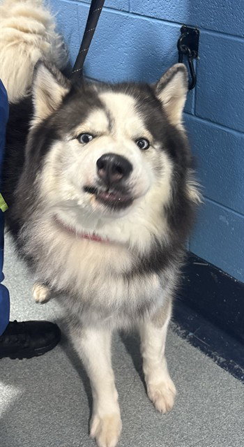 *CHARLIE, a dog for adoption from Prince Georges County Animal Management Division