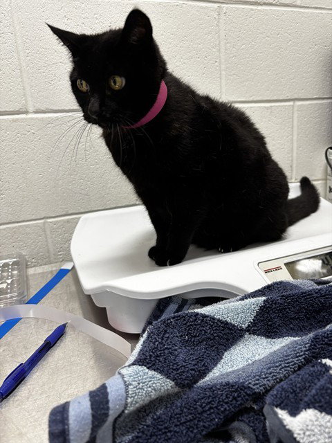 *BOTEGA, a cat for adoption from Prince Georges County Animal Management Division