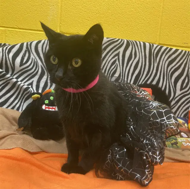 Botega - Domestic Short Hair