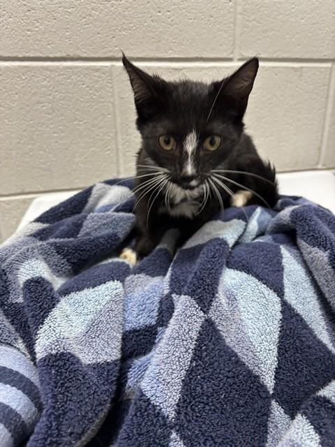 *BOONE, a cat for adoption from Prince Georges County Animal Management Division