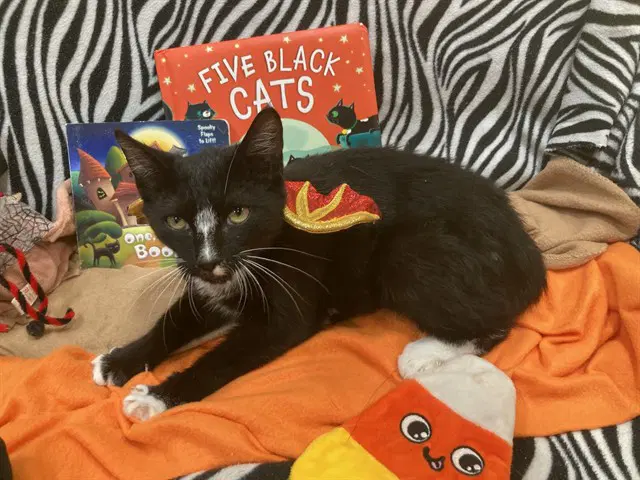 Boone - Domestic Short Hair