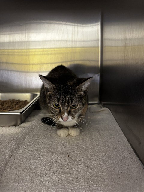 *JOSIE, a cat for adoption from Prince Georges County Animal Management Division