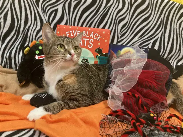 Josie - Domestic Short Hair