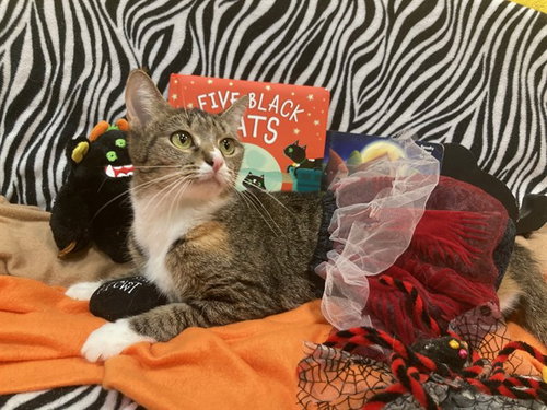 *JOSIE, a Domestic Short Hair (short coat) cat for adoption in Forestville, MD