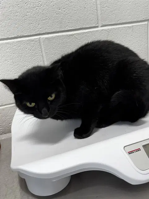 Isla - Domestic Short Hair