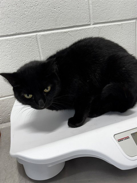 *ISLA, a cat for adoption from Prince Georges County Animal Management Division