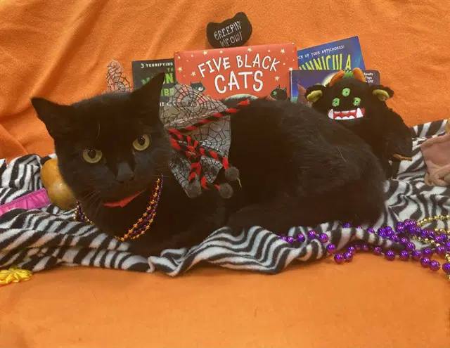 Isla - Domestic Short Hair