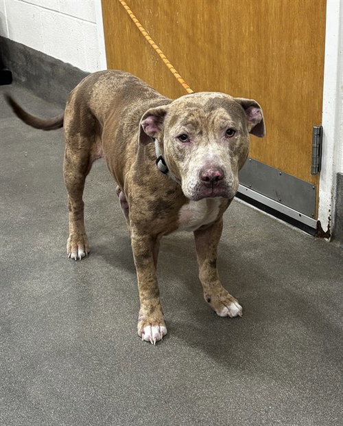 PEBBLE, a dog for adoption from Prince Georges County Animal Management Division