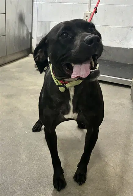 Rosemary - Labrador Retriever
