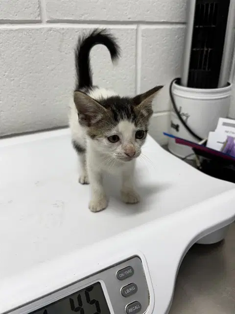 Luna - Domestic Short Hair