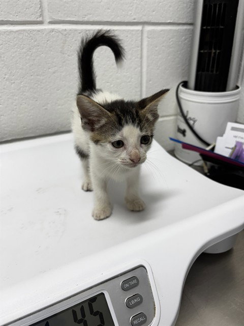 *LUNA, a cat for adoption from Prince Georges County Animal Management Division