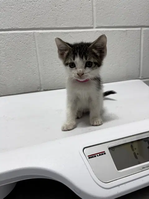 Stella - Domestic Short Hair