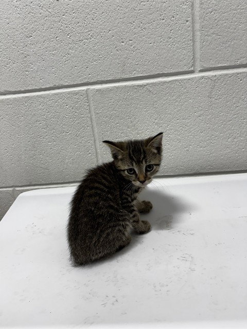 *NOVA, a cat for adoption from Prince Georges County Animal Management Division