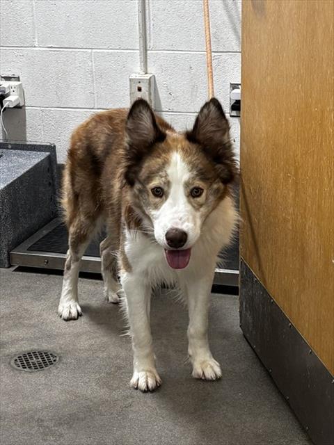 CHOMACO, a dog for adoption from Prince Georges County Animal Management Division