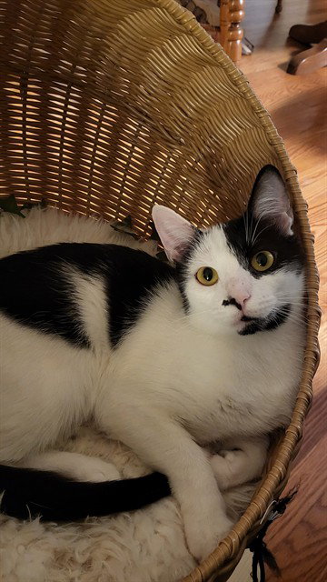 BELLA, a cat for adoption from Prince Georges County Animal Management Division