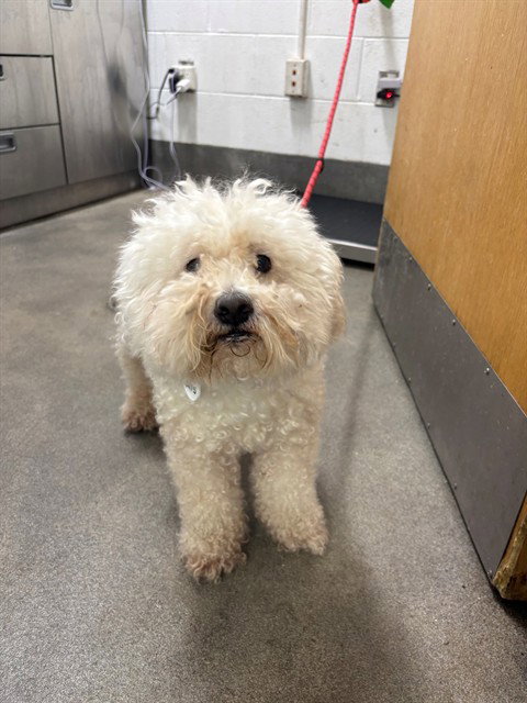 ROMAN, a dog for adoption from Prince Georges County Animal Management Division